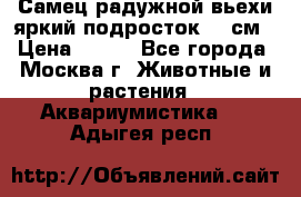 Самец радужной вьехи яркий подросток 15 см › Цена ­ 350 - Все города, Москва г. Животные и растения » Аквариумистика   . Адыгея респ.